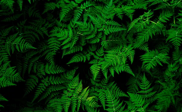 Building a Greener Future